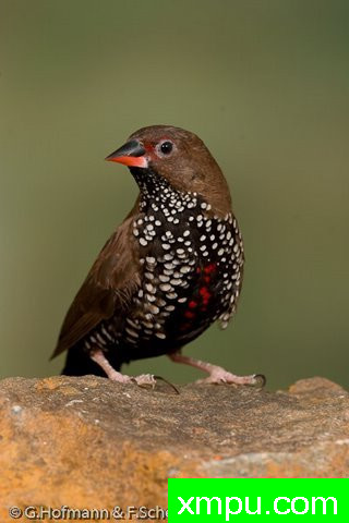 斑马雀--【澳大利亚】