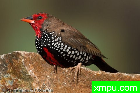 斑马雀--【澳大利亚】