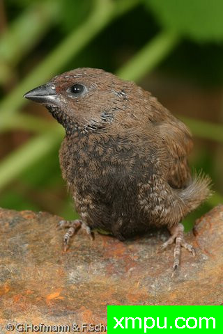 斑马雀--【澳大利亚】