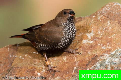 斑马雀--【澳大利亚】