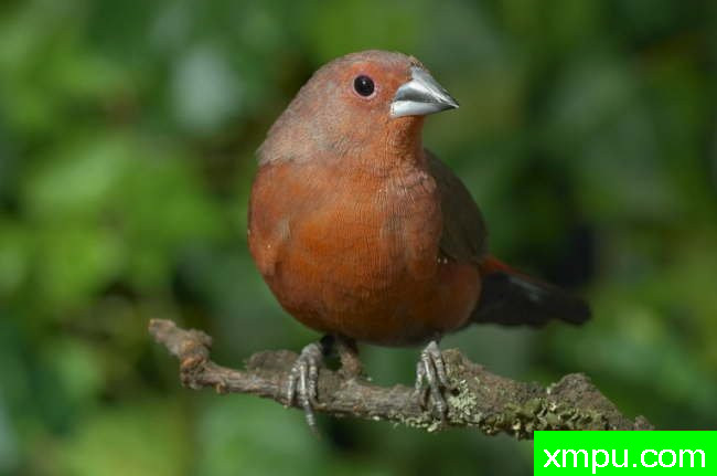 斑马雀--【澳大利亚】