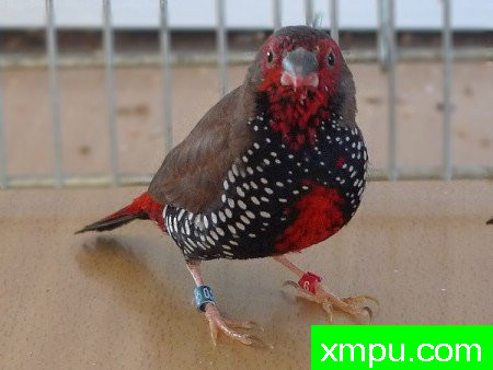 斑马雀--【澳大利亚】