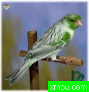 金丝雀---培育大师路易【意大利】作品