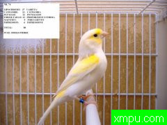 金丝雀---培育大师路易【意大利】作品