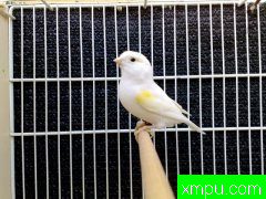 金丝雀---培育大师路易【意大利】作品