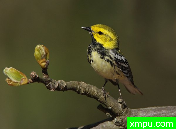 黑喉绿莺--美国鸟类摄影师罗伯特罗伊斯摄影