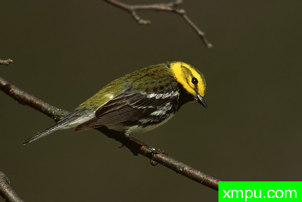 黑喉绿莺--美国鸟类摄影师罗伯特罗伊斯摄影