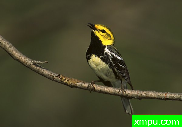 黑喉绿莺--美国鸟类摄影师罗伯特罗伊斯摄影