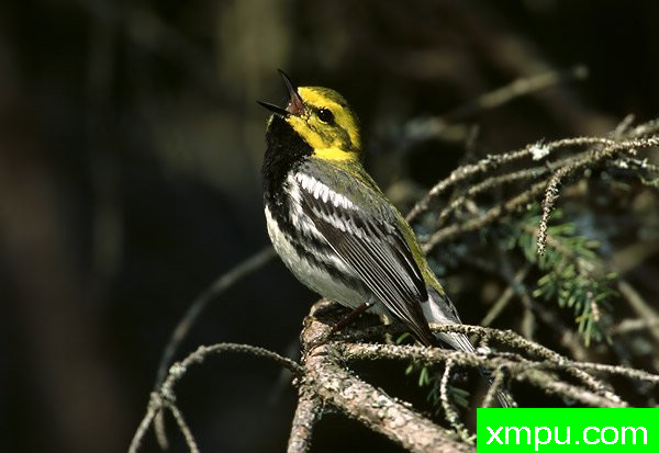 黑喉绿莺--美国鸟类摄影师罗伯特罗伊斯摄影