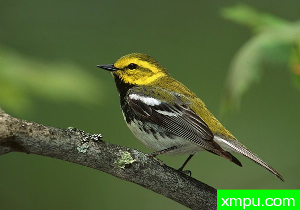 黑喉绿莺--美国鸟类摄影师罗伯特罗伊斯摄影