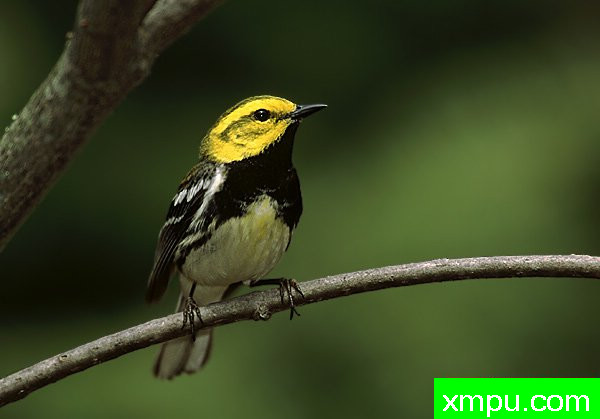 黑喉绿莺--美国鸟类摄影师罗伯特罗伊斯摄影