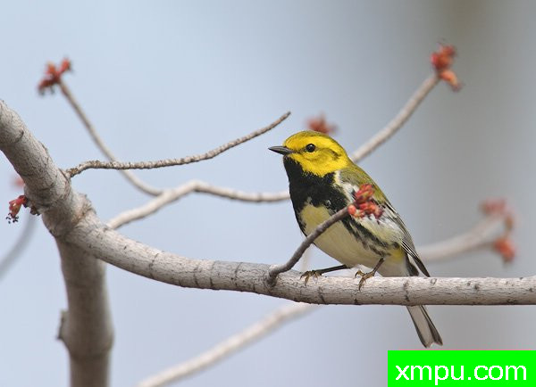 黑喉绿莺--美国鸟类摄影师罗伯特罗伊斯摄影