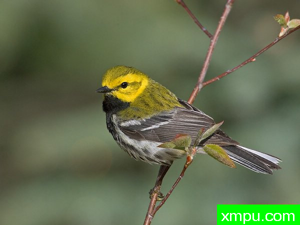 黑喉绿莺--美国鸟类摄影师罗伯特罗伊斯摄影