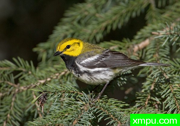 黑喉绿莺--美国鸟类摄影师罗伯特罗伊斯摄影