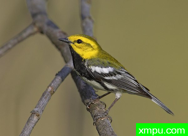 黑喉绿莺--美国鸟类摄影师罗伯特罗伊斯摄影