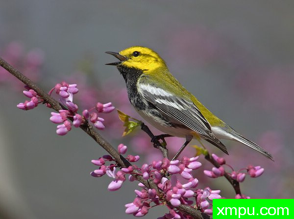 黑喉绿莺--美国鸟类摄影师罗伯特罗伊斯摄影