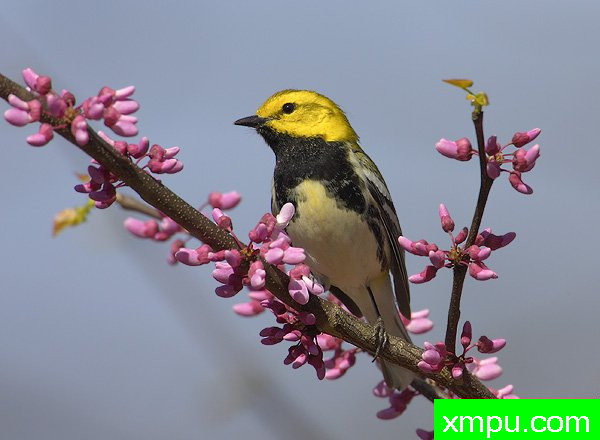 黑喉绿莺--美国鸟类摄影师罗伯特罗伊斯摄影