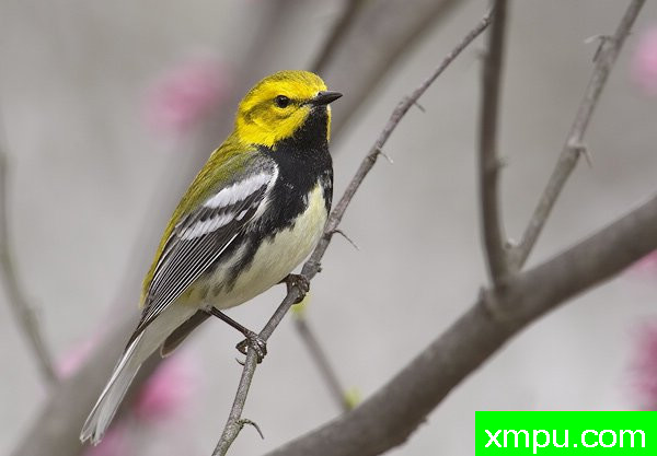 黑喉绿莺--美国鸟类摄影师罗伯特罗伊斯摄影