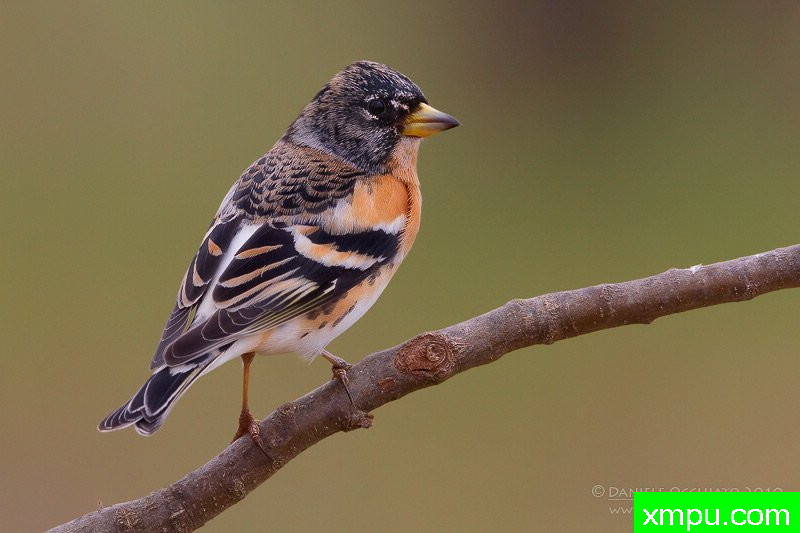 能和金丝雀杂交的鸟