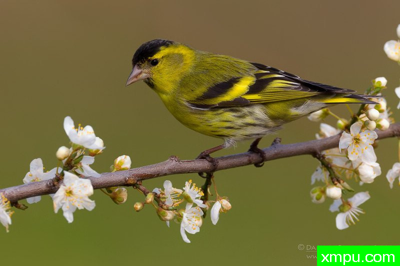 能和金丝雀杂交的鸟