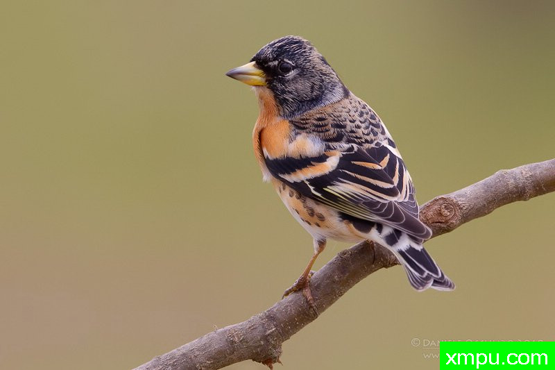 能和金丝雀杂交的鸟