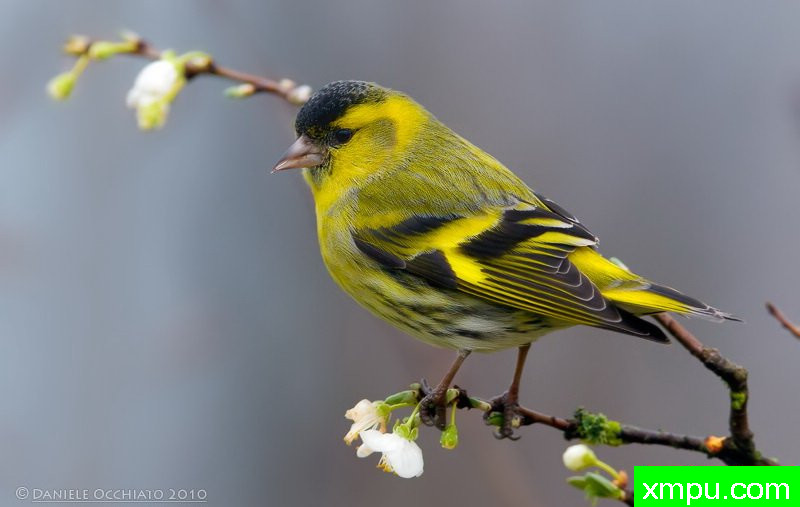 能和金丝雀杂交的鸟