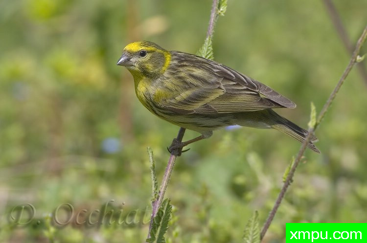能和金丝雀杂交的鸟