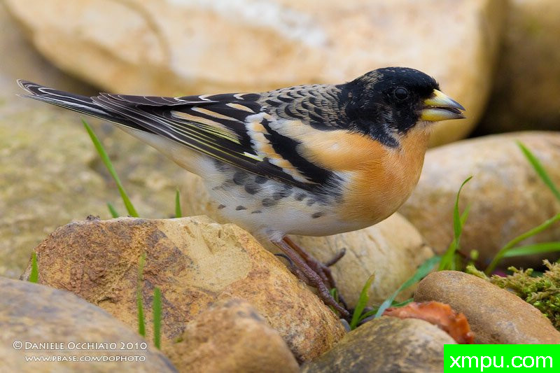 能和金丝雀杂交的鸟