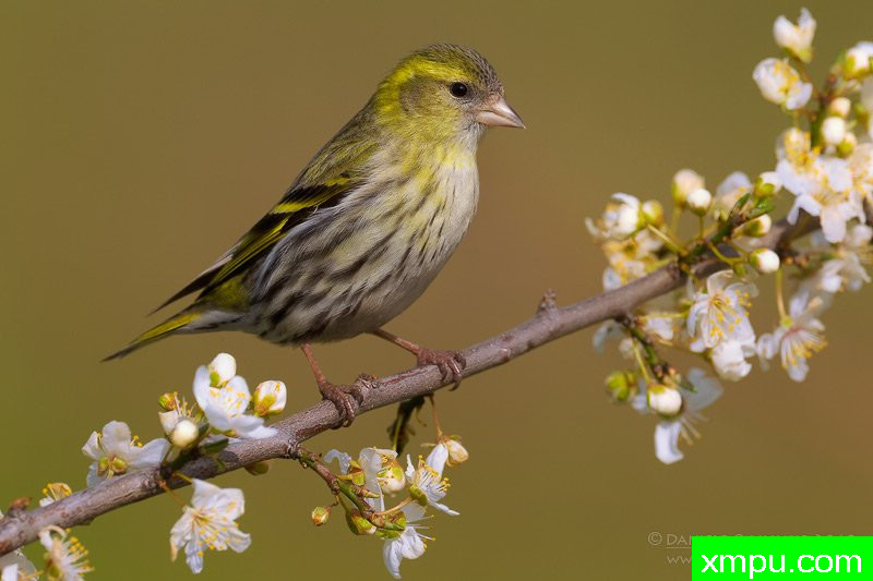 能和金丝雀杂交的鸟