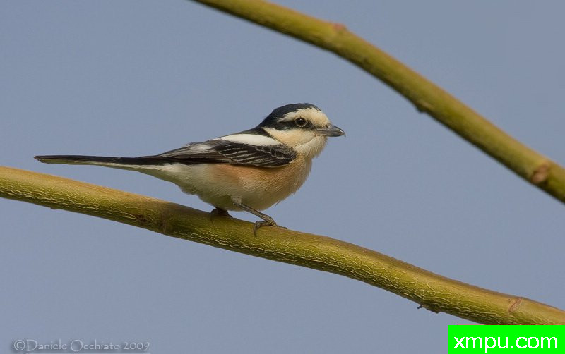 能和金丝雀杂交的鸟