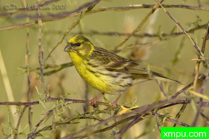 能和金丝雀杂交的鸟