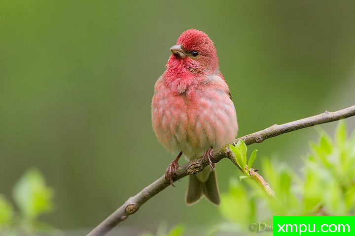 能和金丝雀杂交的鸟