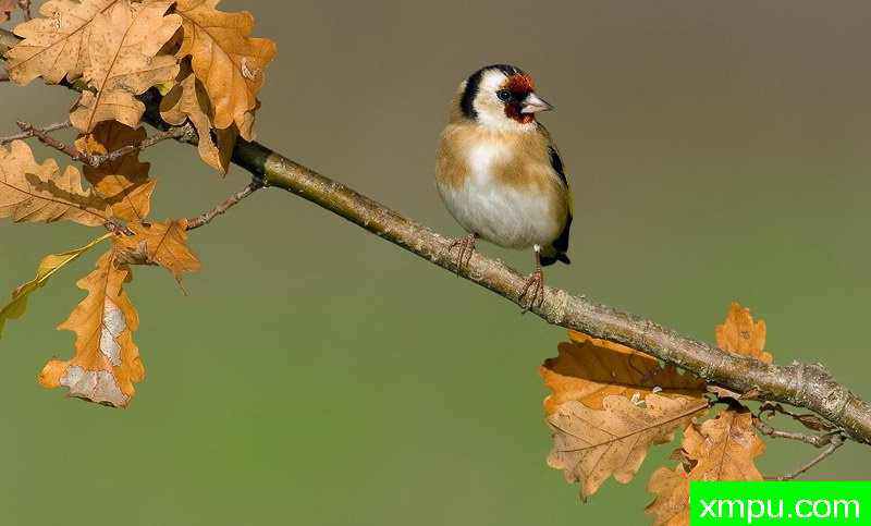 能和金丝雀杂交的鸟