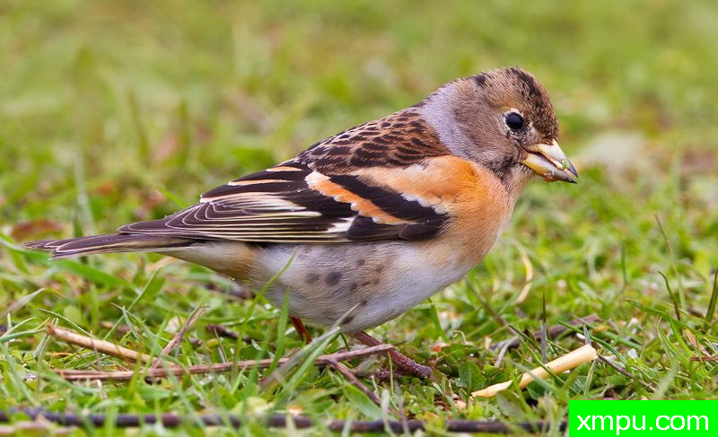 能和金丝雀杂交的鸟