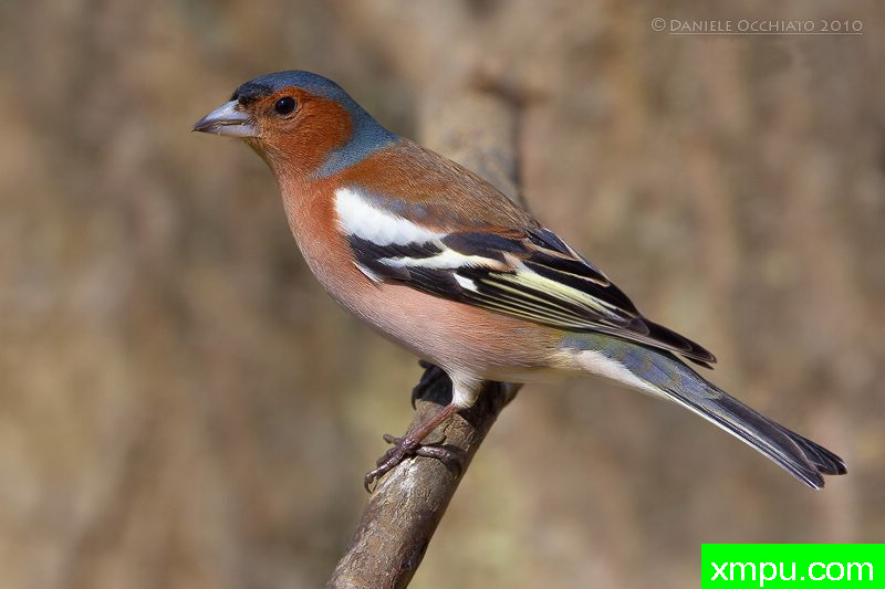 能和金丝雀杂交的鸟