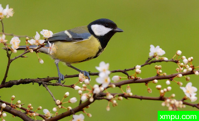能和金丝雀杂交的鸟