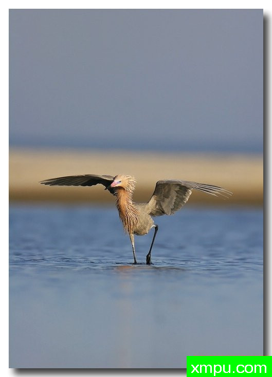淡红鹭---摄影师安德森自然和野生动物摄影