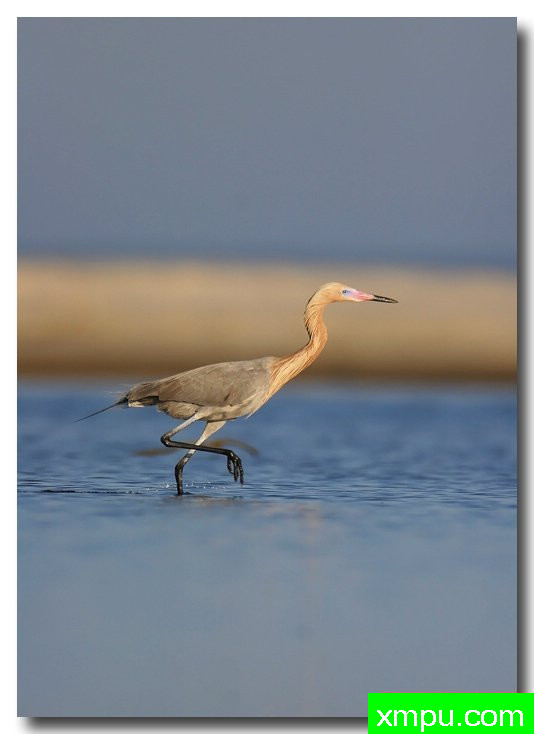 淡红鹭---摄影师安德森自然和野生动物摄影