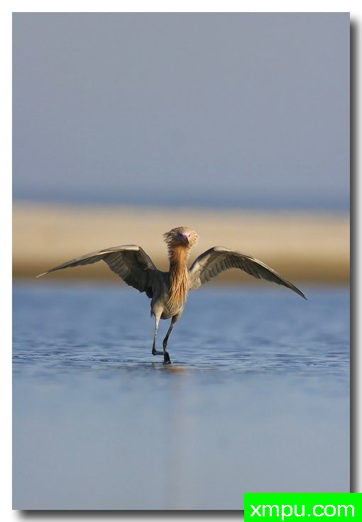 淡红鹭---摄影师安德森自然和野生动物摄影