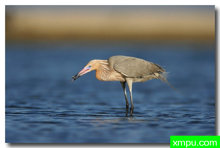 淡红鹭---摄影师安德森自然和野生动物摄影