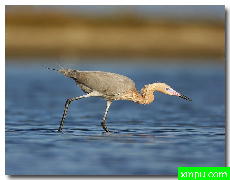淡红鹭---摄影师安德森自然和野生动物摄影