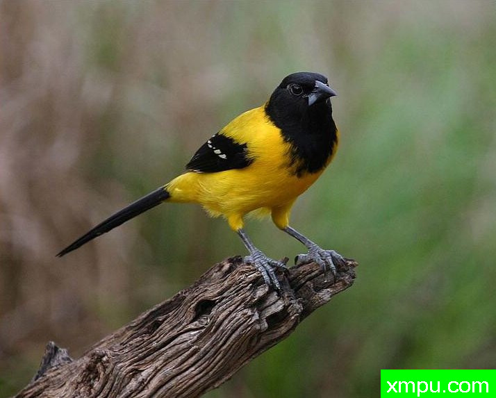 黄鹂--自然摄影师约书亚安德森【美国】摄影系列作品