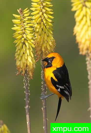 黄鹂--自然摄影师约书亚安德森【美国】摄影系列作品