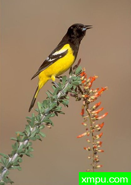 黄鹂--自然摄影师约书亚安德森【美国】摄影系列作品