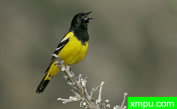 黄鹂--自然摄影师约书亚安德森【美国】摄影系列作品