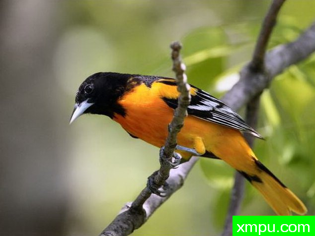 黄鹂--自然摄影师约书亚安德森【美国】摄影系列作品