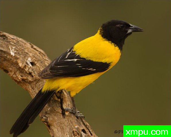 黄鹂--自然摄影师约书亚安德森【美国】摄影系列作品