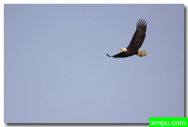 白头雕---自然摄影师约书亚安德森【美国】摄影系列作品