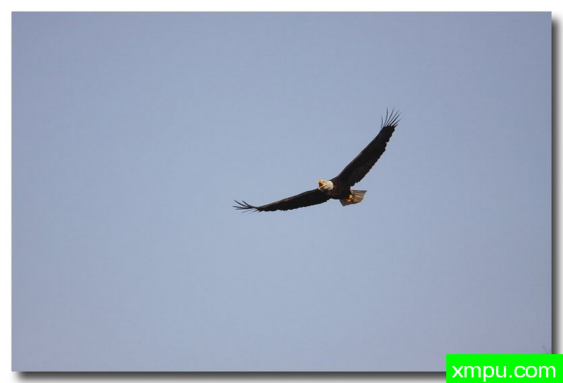 白头雕---自然摄影师约书亚安德森【美国】摄影系列作品