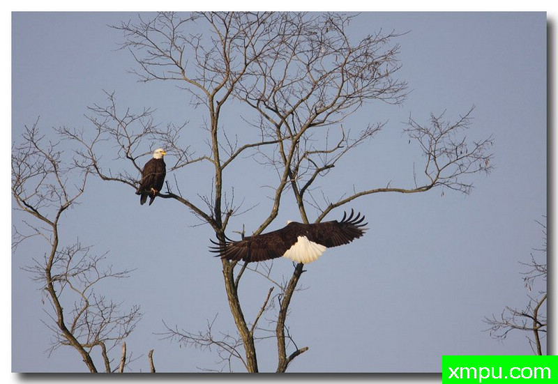 白头雕---自然摄影师约书亚安德森【美国】摄影系列作品